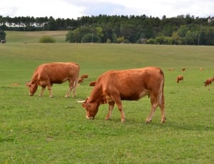 brown cows on green grass field thumbnail