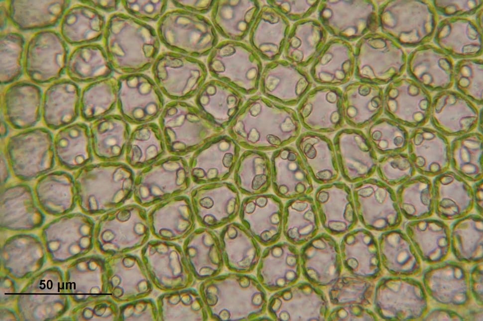 brown and green microorganism preview