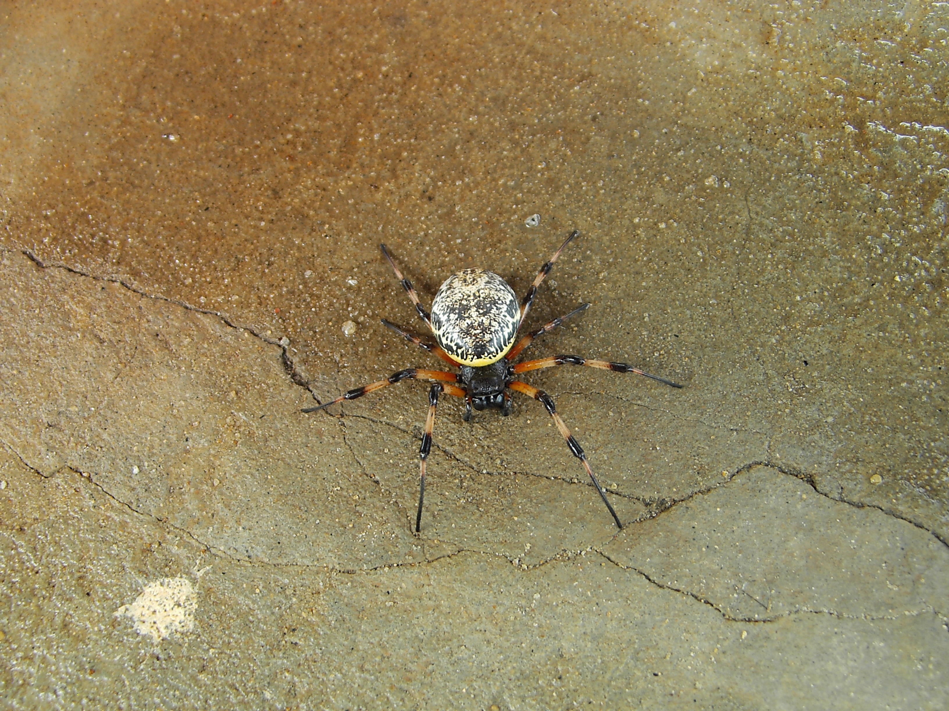 white and brown spider