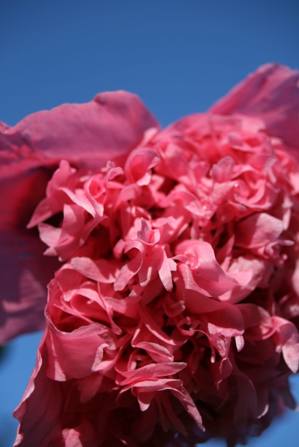 pink lace floral decor preview