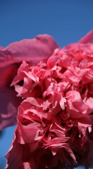 pink lace floral decor thumbnail