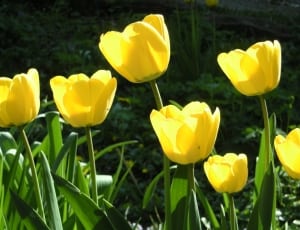 yellow tulip thumbnail