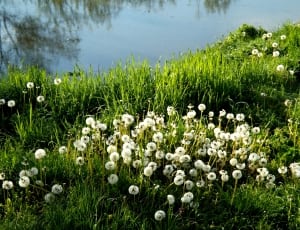 white dandelion flower thumbnail