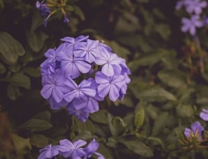 close up photography of purple petaled flowers on bloom during daytime thumbnail