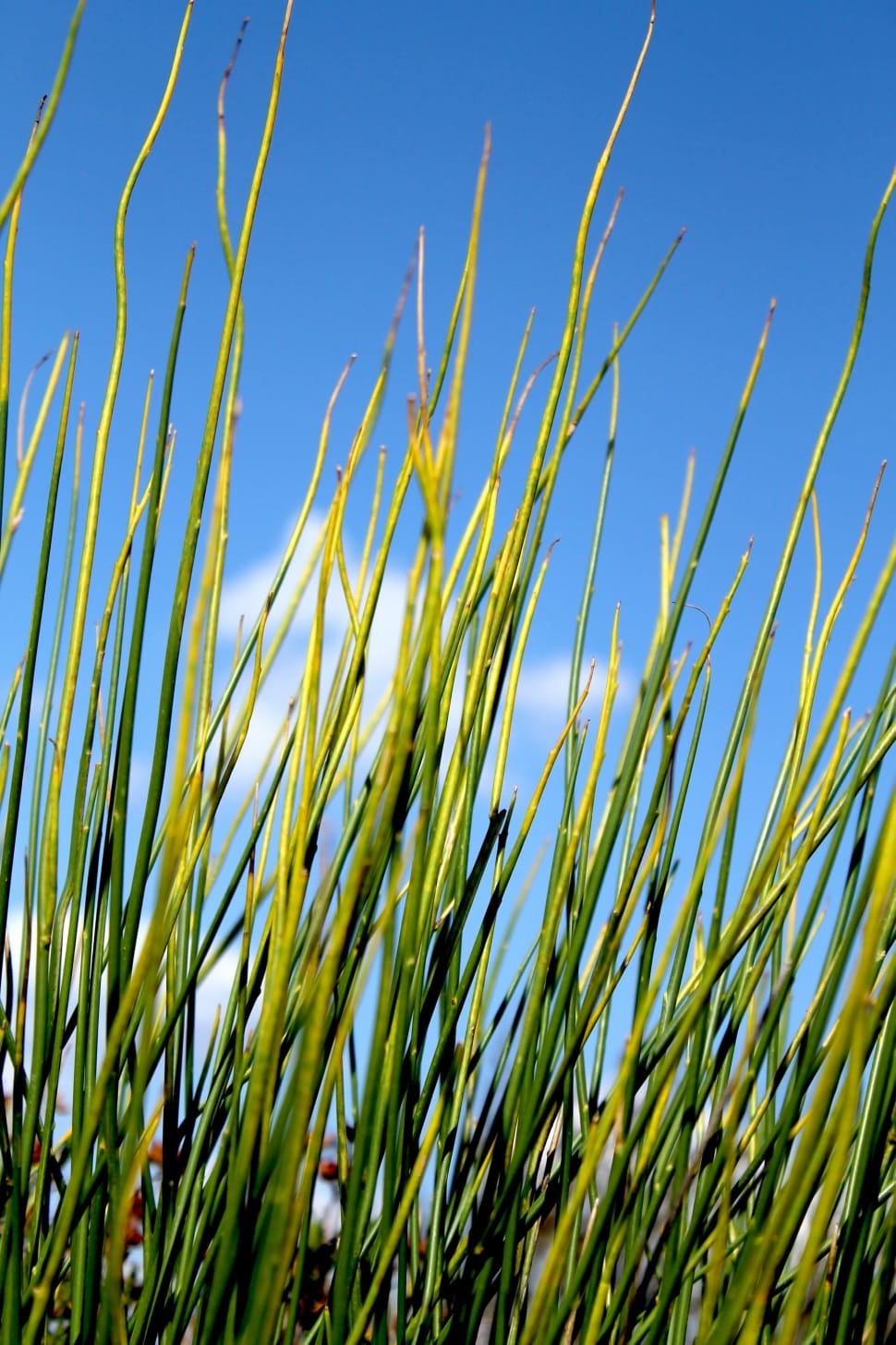 Worm's eye view photography of green outdoor plants under blue sky during daytime preview