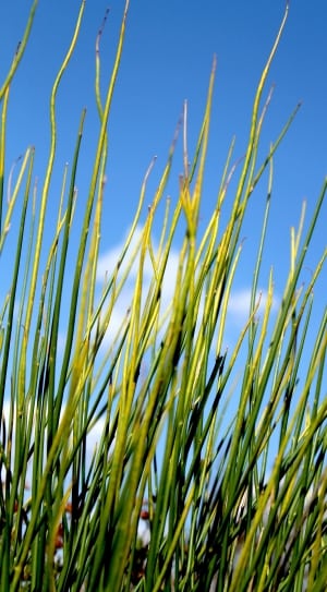 Worm's eye view photography of green outdoor plants under blue sky during daytime thumbnail
