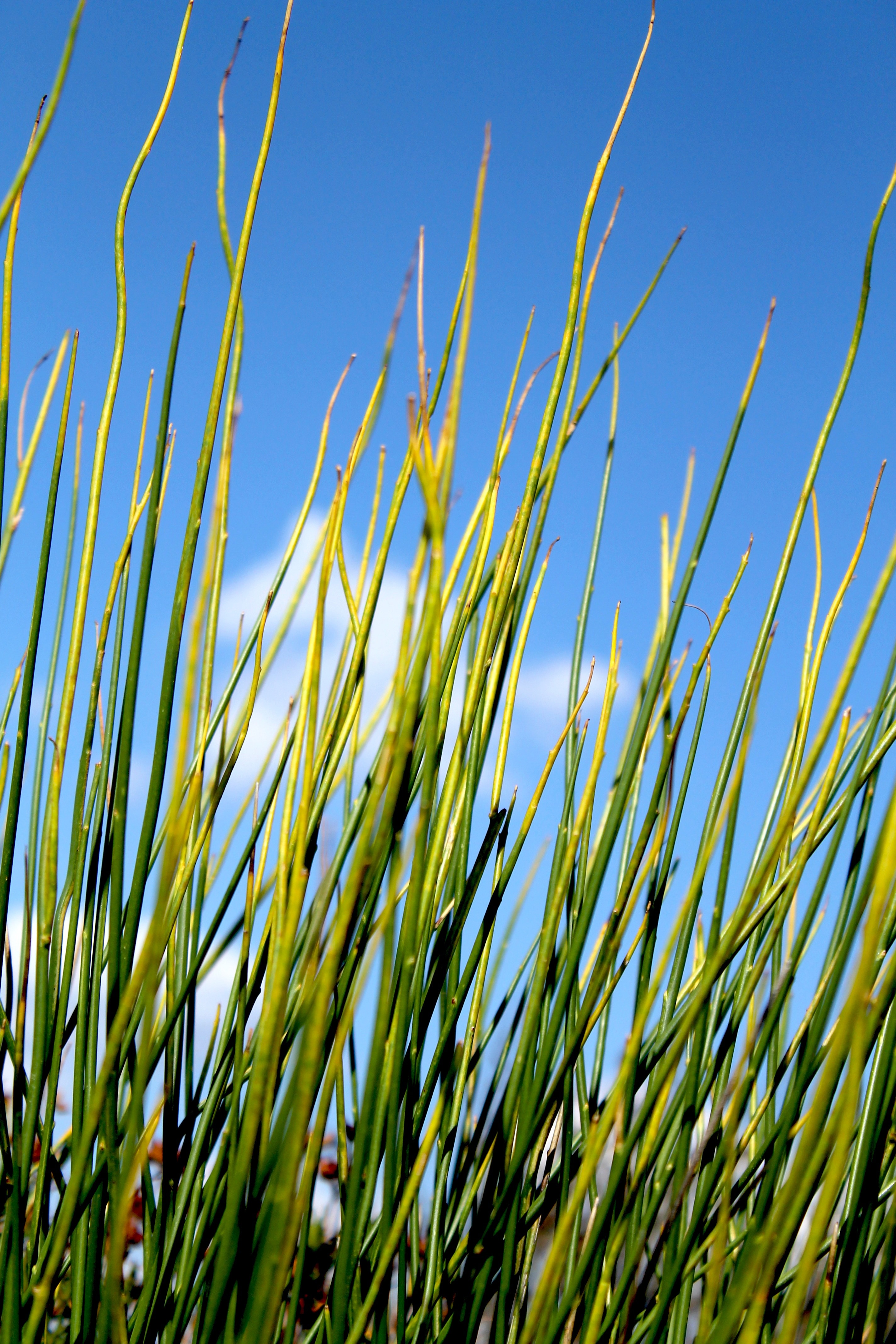 Worm's eye view photography of green outdoor plants under blue sky during daytime