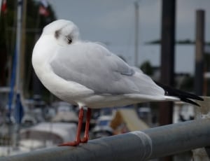 white bird thumbnail