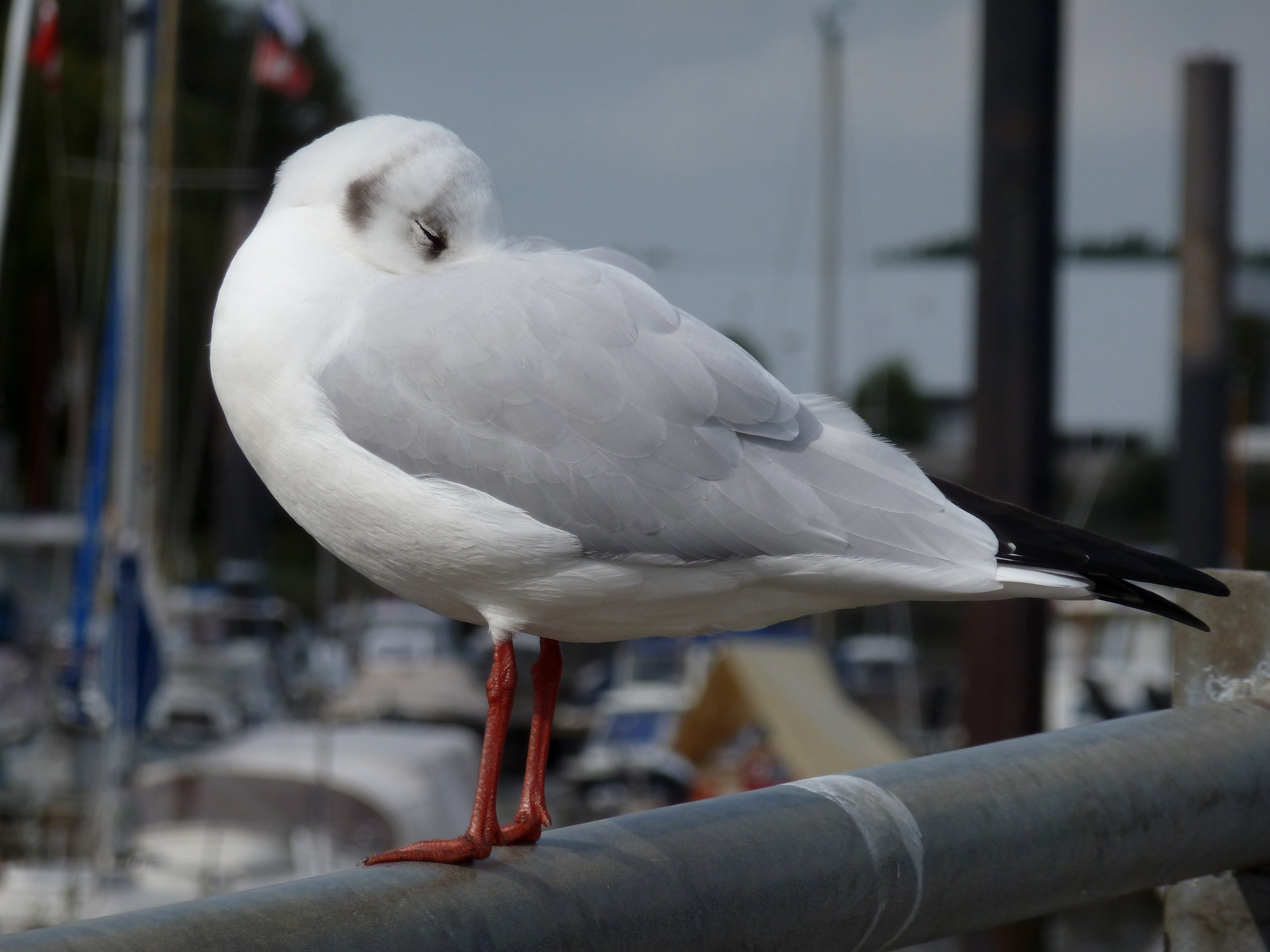white bird