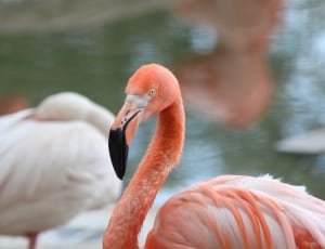 pink flamingo thumbnail