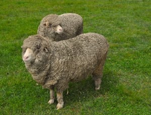 two gray sheeps on grass field thumbnail