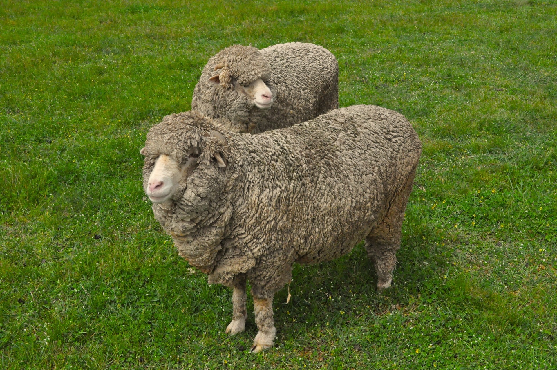 two gray sheeps on grass field