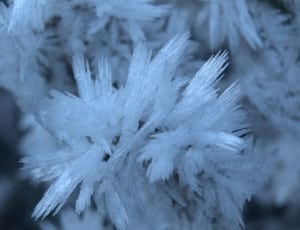 white frosted tree leaf thumbnail