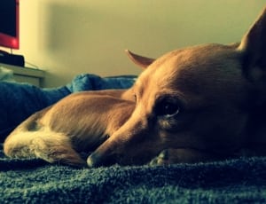 tan short coated dog laying on black textile thumbnail