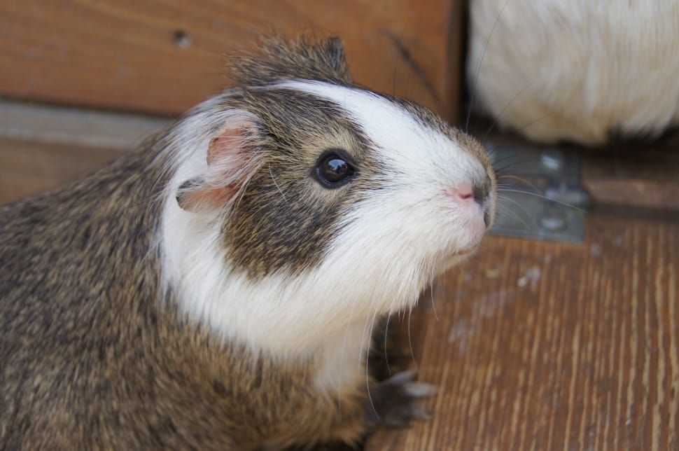 grey and white guinea pig preview