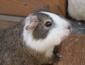 grey and white guinea pig thumbnail