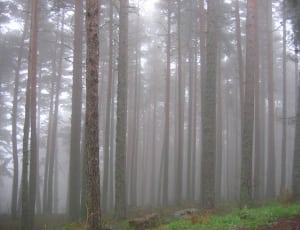 foggy forest thumbnail