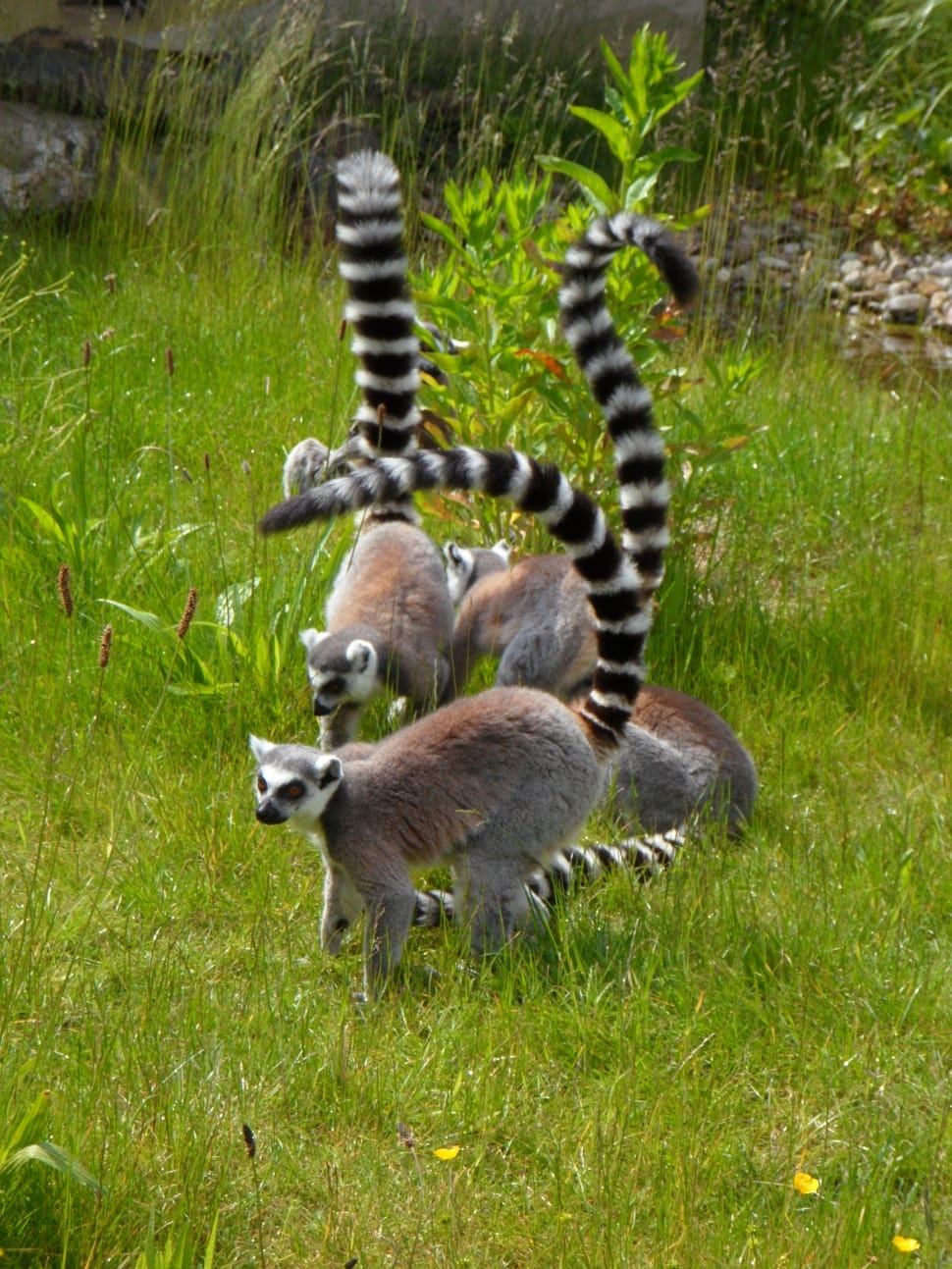 ring tailed lemur preview