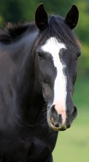 black and white horse thumbnail