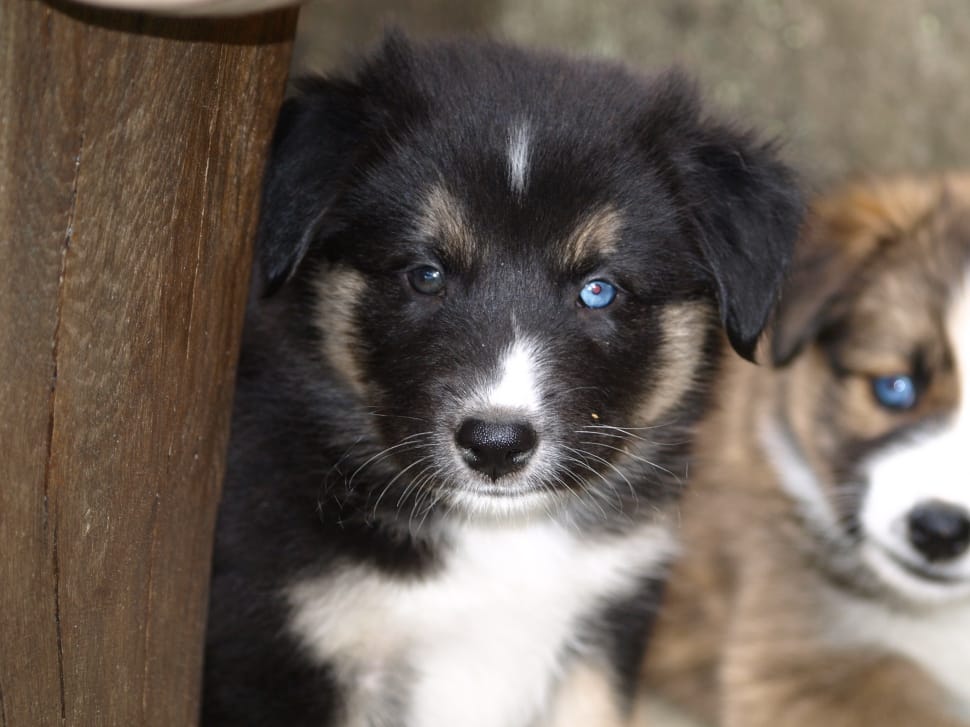 siberian husky puppy preview