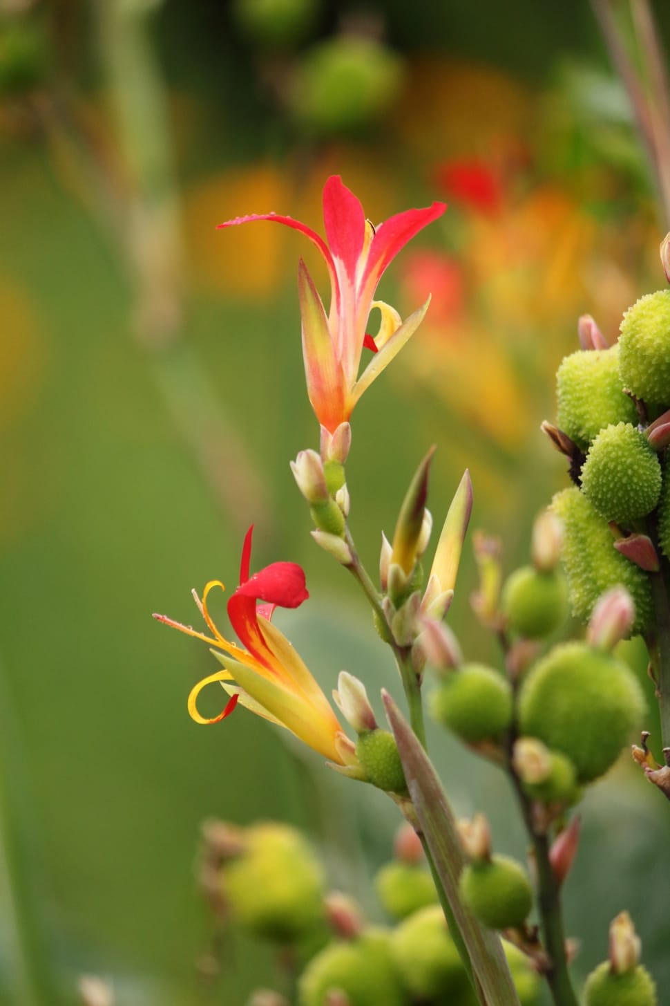 red and yellow flower preview