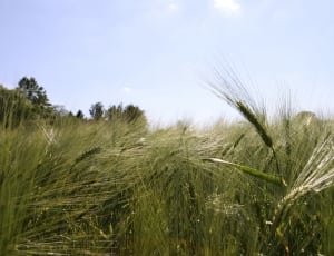 green wheat plants thumbnail