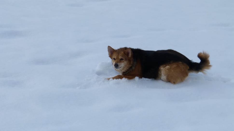 brown and black shiba inu on snow preview
