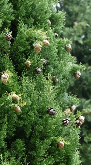 green fir tree and gray and black artificial pine cone ornaments thumbnail