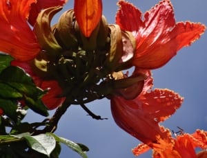 red petaled flowers thumbnail