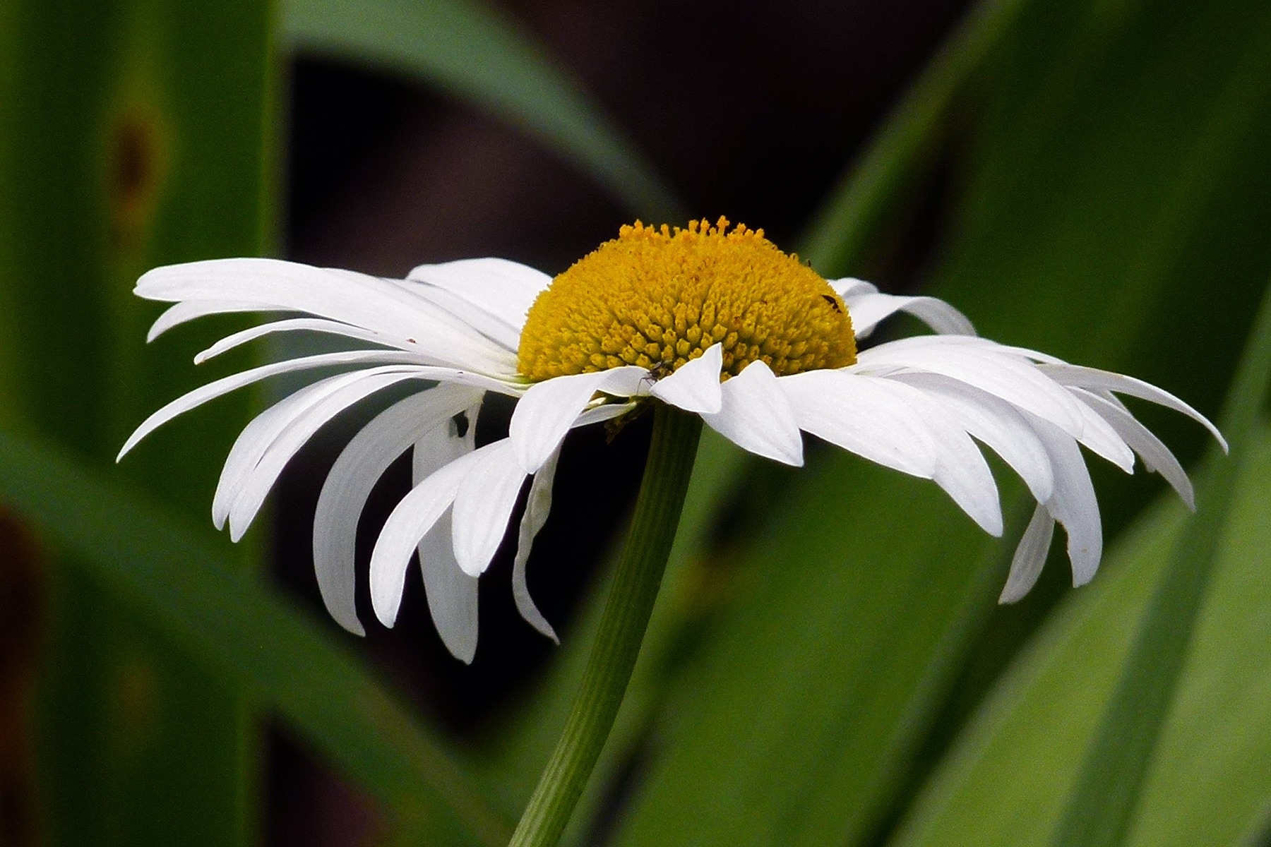 white oxeye daisy