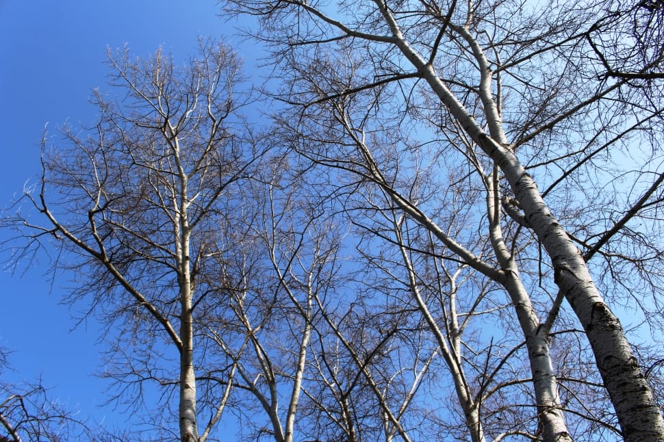 white withered tree preview