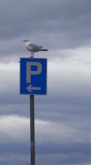 white and gray feathered bird on parking signage thumbnail