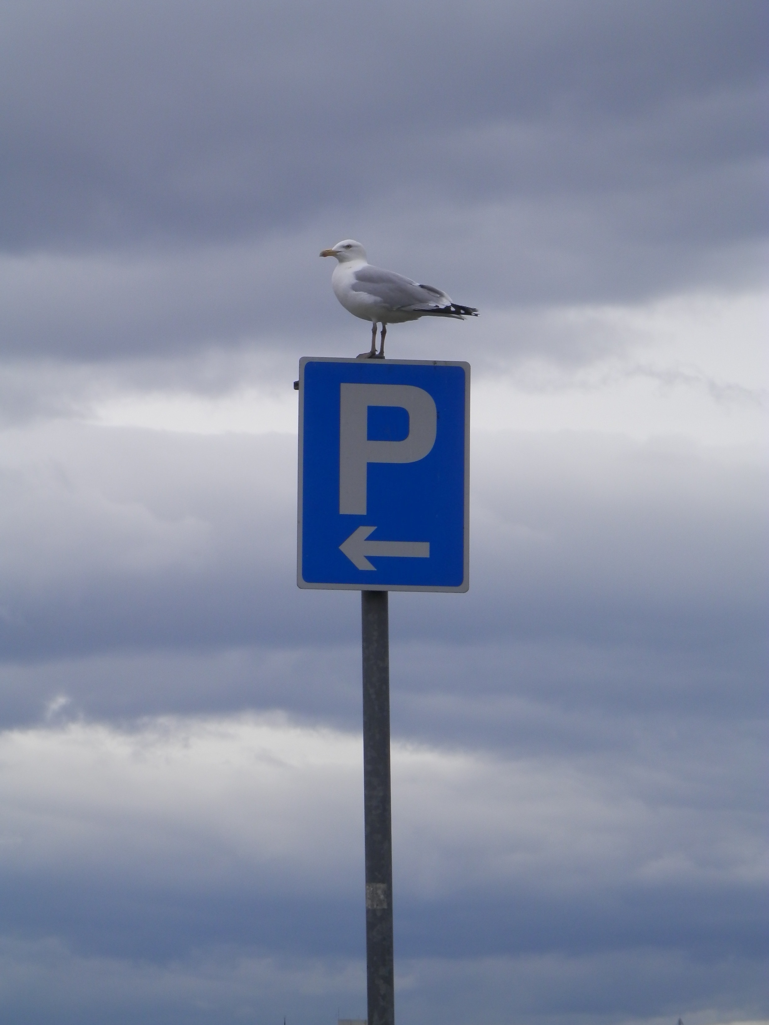 white and gray feathered bird on parking signage