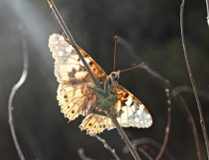 black spotted white butterfly thumbnail