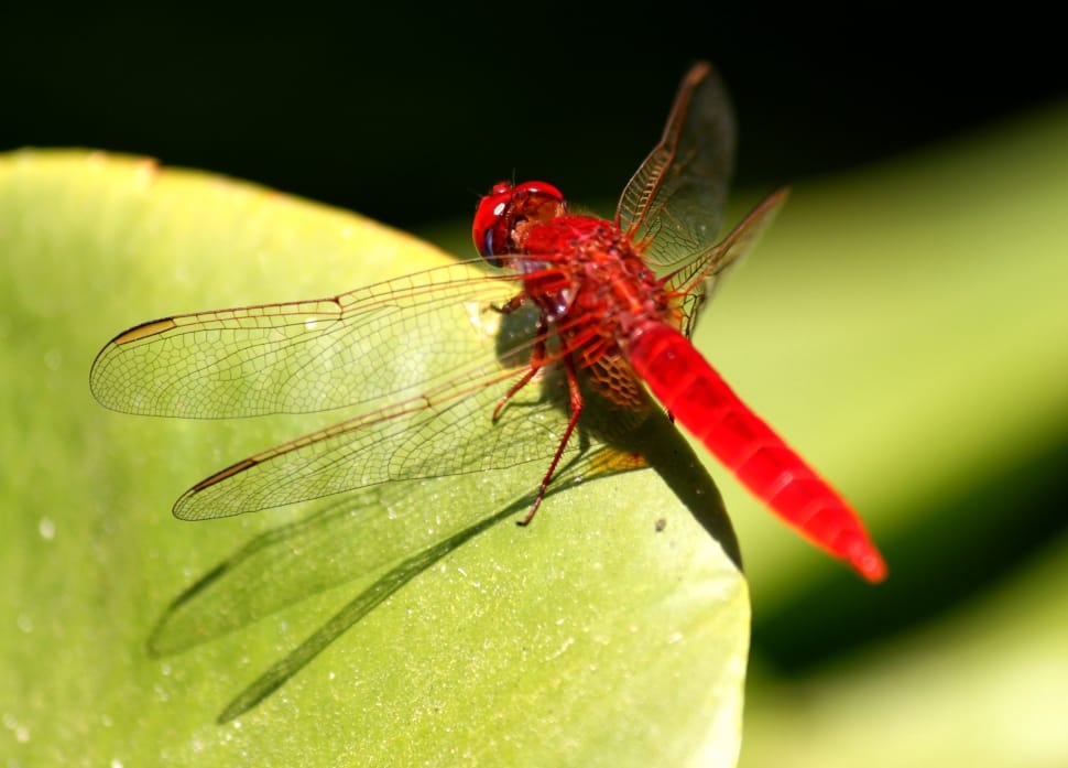 red dragonfly preview