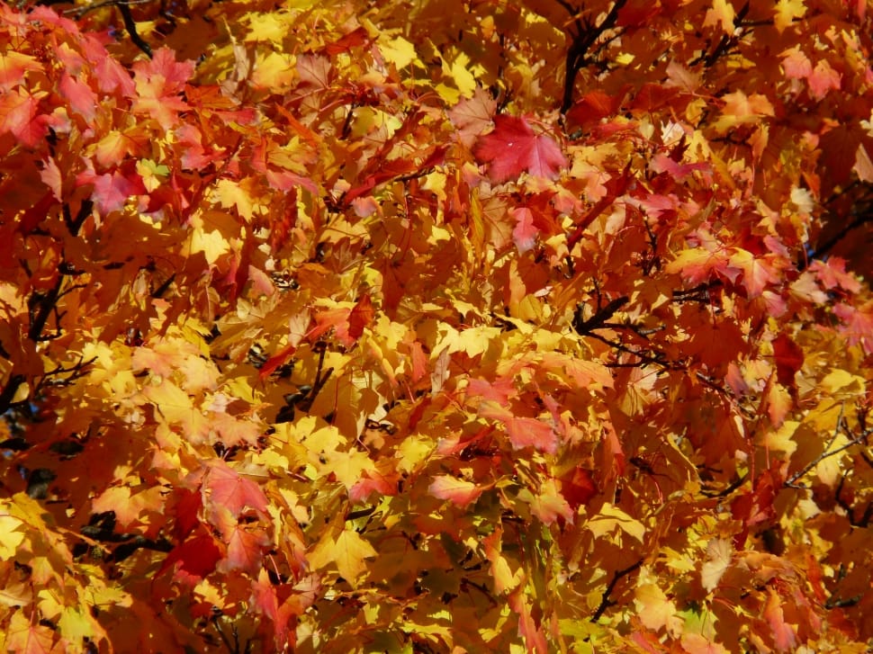 yellow and red leaved tree preview