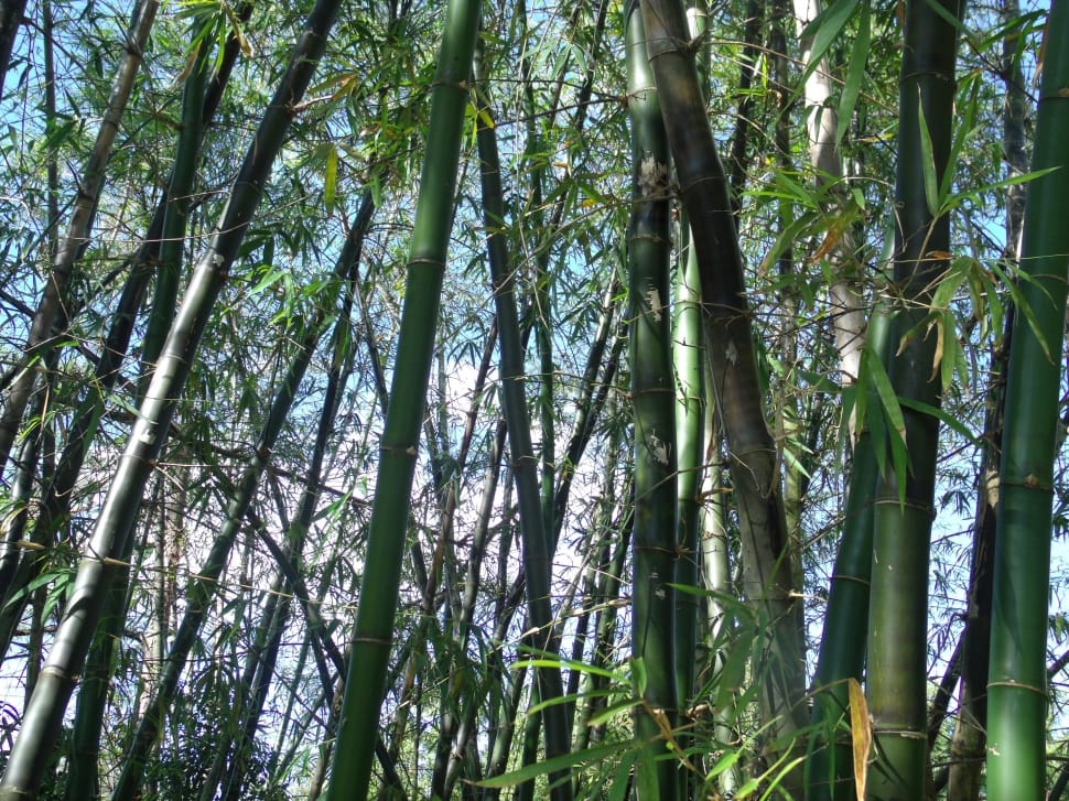 bamboo trees lot preview