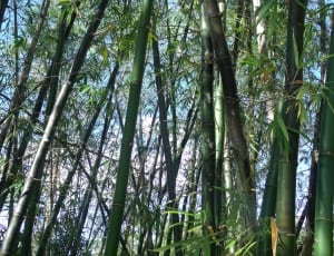 bamboo trees lot thumbnail