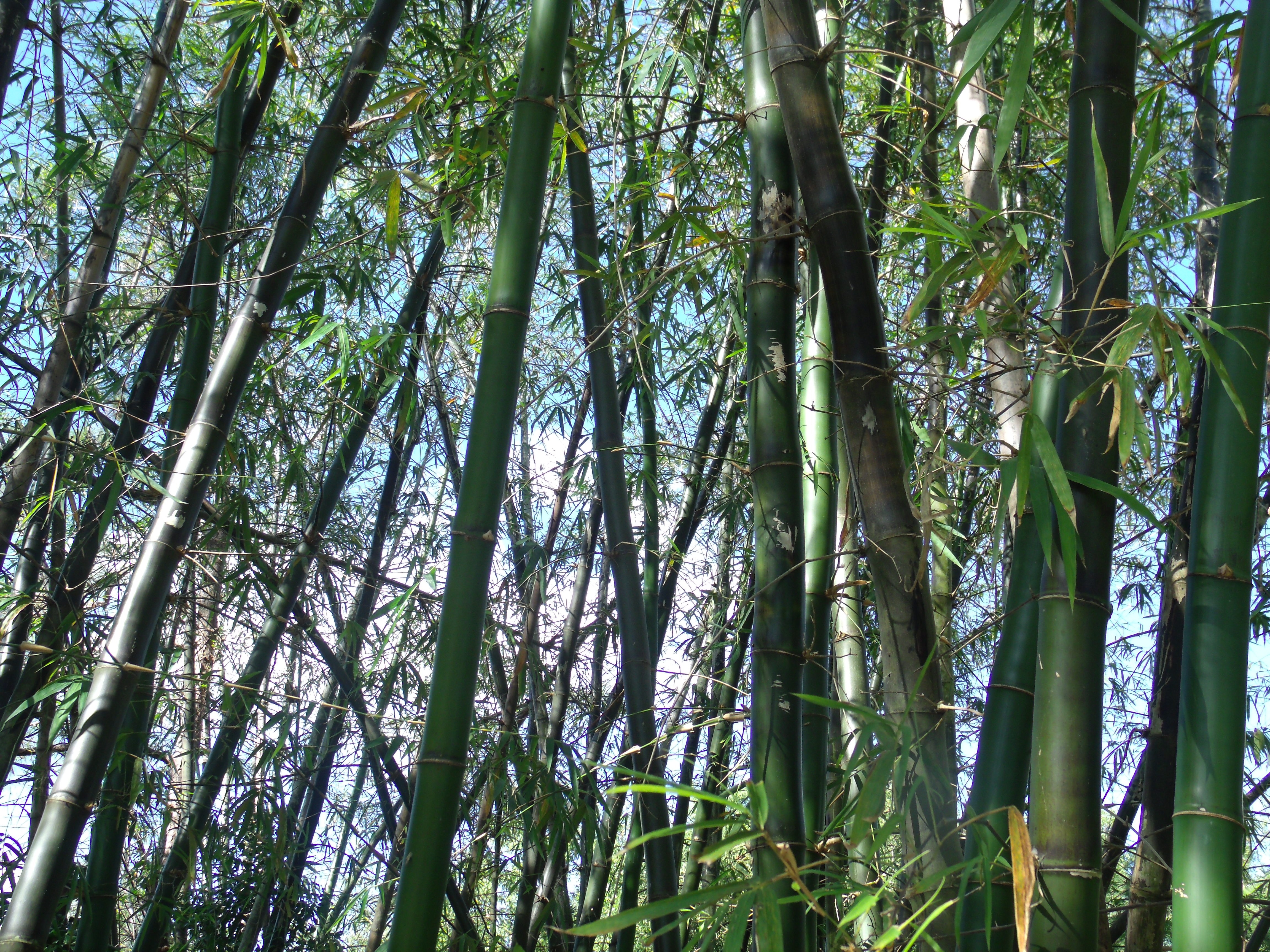 bamboo trees lot