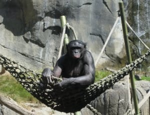 chimpanzee thumbnail