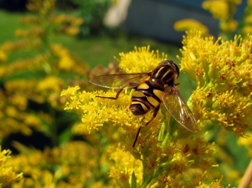 yellow and black honeybee perched on yellow flower preview