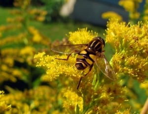 yellow and black honeybee perched on yellow flower thumbnail