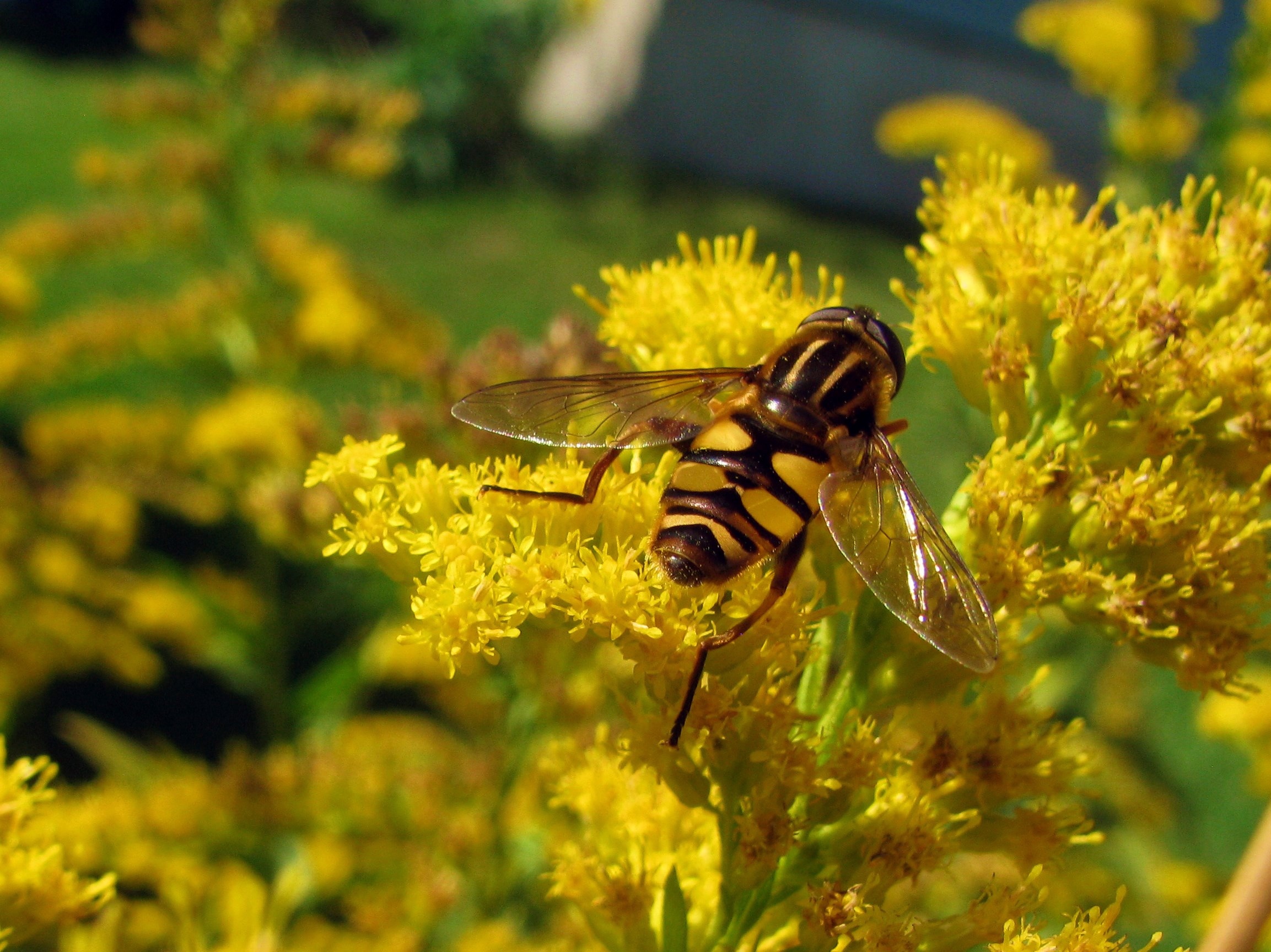 yellow and black honeybee perched on yellow flower