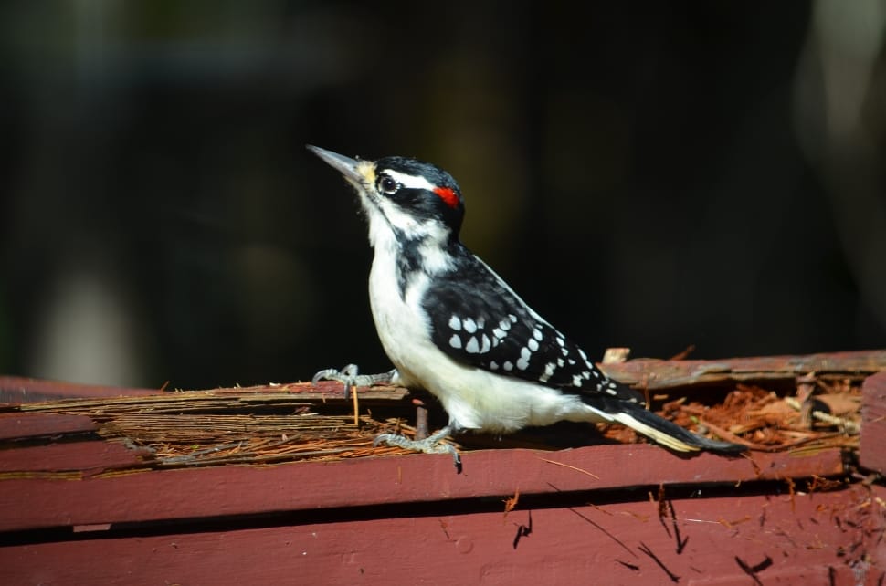 downy woodpecker preview