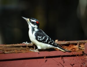 downy woodpecker thumbnail