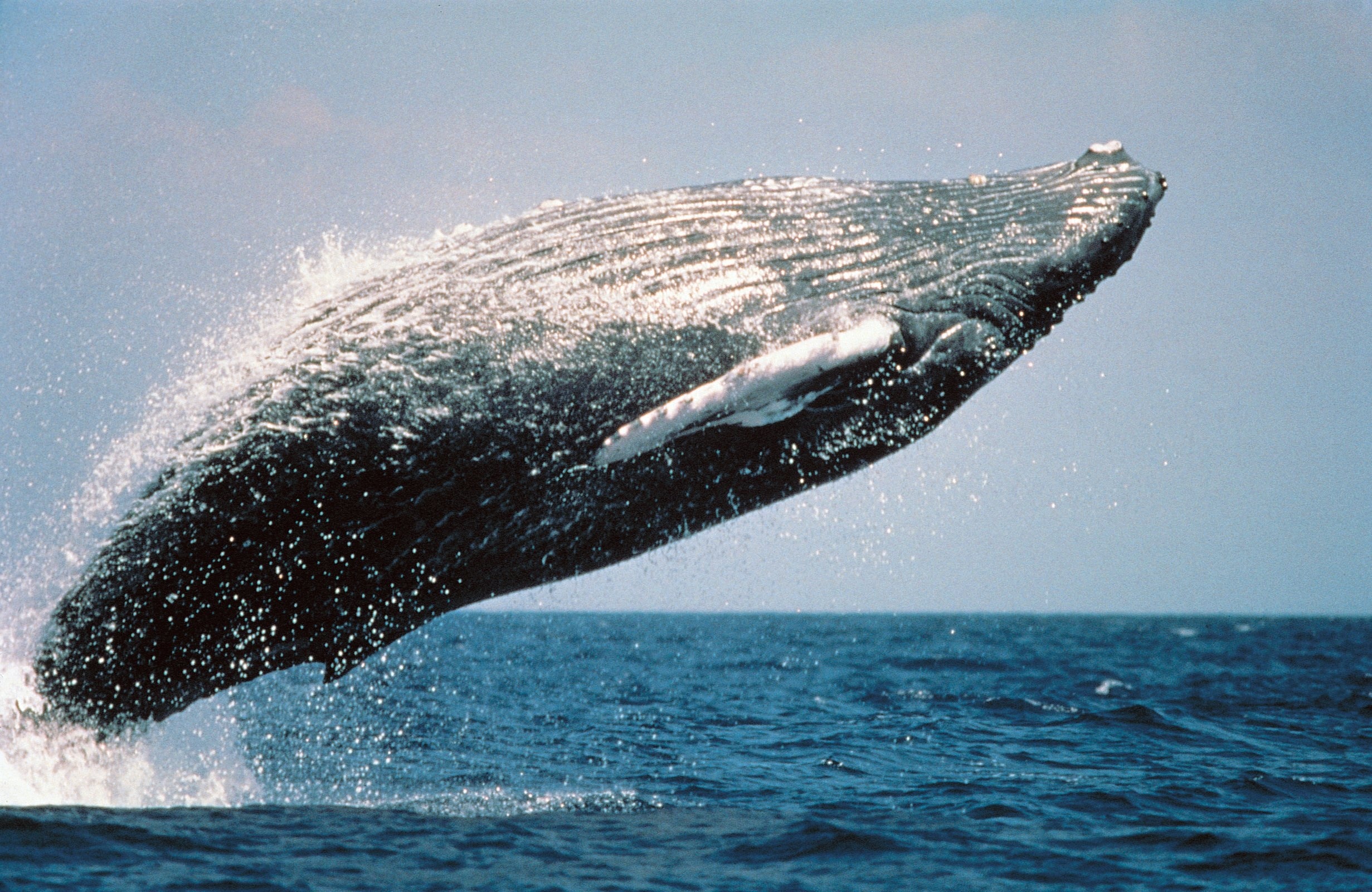 black whale