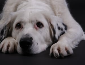 black and white short coated dog thumbnail