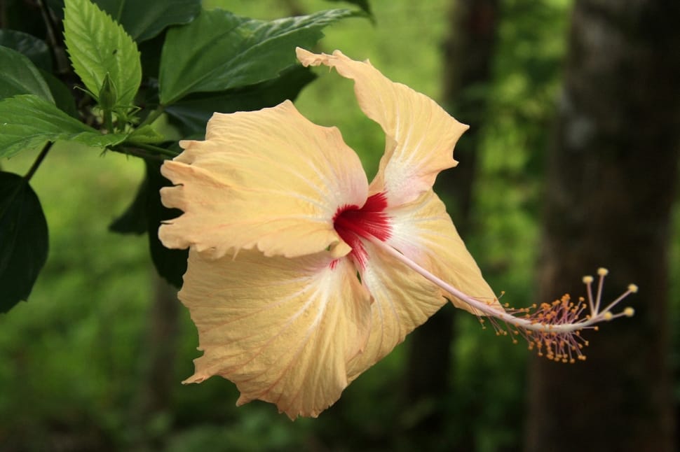 yellow hibiscus preview
