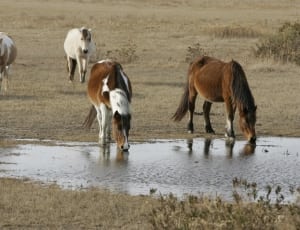 4 brown and white horses thumbnail