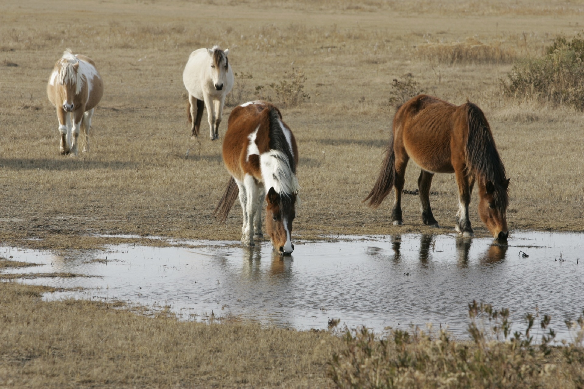 4 brown and white horses